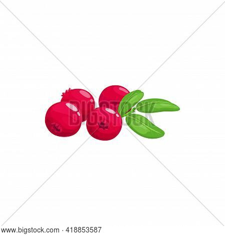 Cranberry, Juicy Mooseberry Bog-berry Isolated Realistic Icon. Vector Moss-berry Fruit, Summer Desse