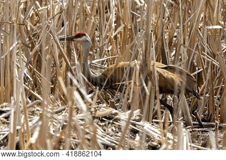 The Sandhill Crane (antigone Canadensis) Near The Nest Natural Scene From Wisconsin During Nesting