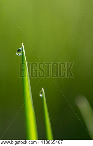 Fresh Green Grass With Drops Of Fresh Morning Dew On A Blade Of Grass