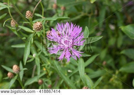 Meadow Cornflower (centaurea Jacea). Lilac Pink Flower On Green Grass Background