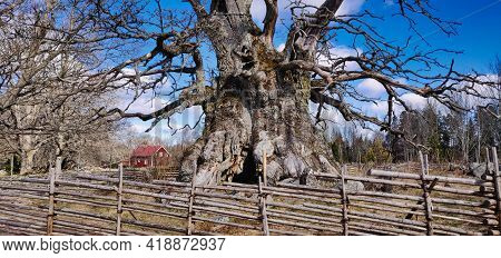 Rumskulla Oak Or Kville Oak, Leafless, Oldest Tree Of Sweden