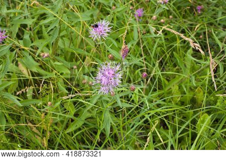 Beautiful Pink Purple Cornflowers (centaurea Jacea) In A Summer Meadow