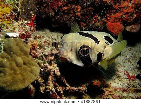 Boxfish koral reefl, Egypten.