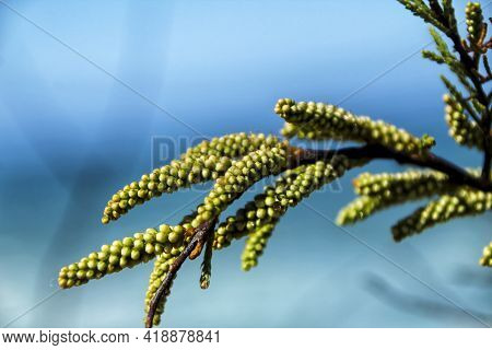 Beautiful Acacia Tree Under The Sun In Spring In The Garden