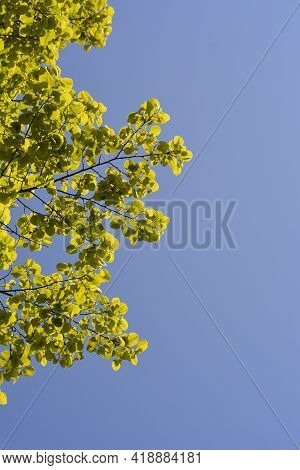 Broad-leaved Lime Branch With Leaves Against Blue Sky - Latin Name - Tilia Platyphyllos