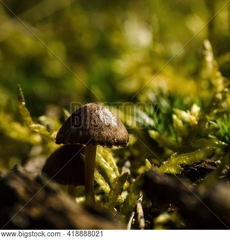 Mushroom - Life Forms In The Forest In Spring