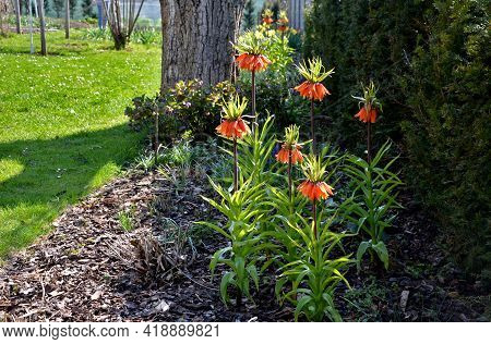 Large Perennials With Red Bells Flowers Along With A Yellow Narcissus Flower In A Bark Mulched Flowe
