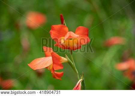 Selective Focus On A Beautiful Bloom Of Red Gladiolus Flowers (gladiolus Dalenii ), In The Garden At