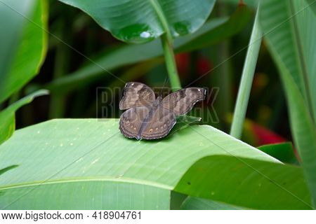 A Chocolate Pansy (junonia Iphita), Also Called The Chocolate Soldier Butterfly Resting On A Large L