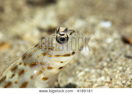 Red Sea Shrimpgoby