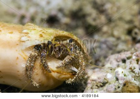 Útes poustevnický krab