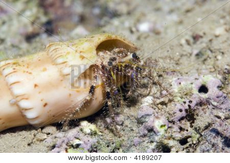 Útes poustevnický krab