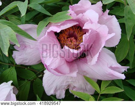 Pink Peony Flower, Paeonia Suffruticosa, Garden. National Flower