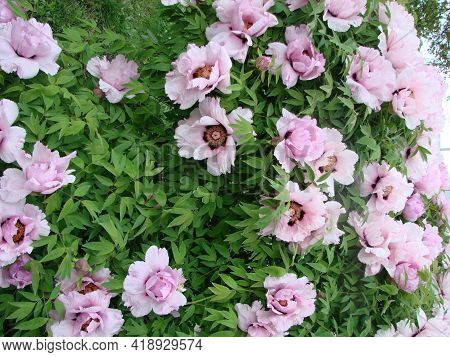 Pink Peony Flower, Paeonia Suffruticosa, Garden. National Flower