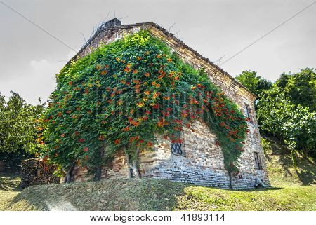 Haus mit Pflanze In Blüte