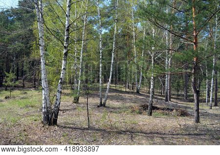 Pine forest in Kiev Region,Ukraine. Natyre of Eastern Europe