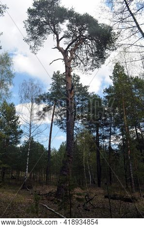 Pine forest in Kiev Region,Ukraine. Natyre of Eastern Europe
