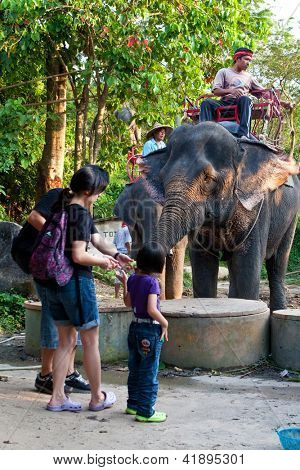 ภูเก็ต ประเทศไทย 2 FEB - ชมกล้วยให้ช้างที่แคมป์ช้างกะหลิมช้าง Sanc