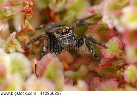 Jumping Spider Surrounded By The Nice Light Green And Red Plant Foliage