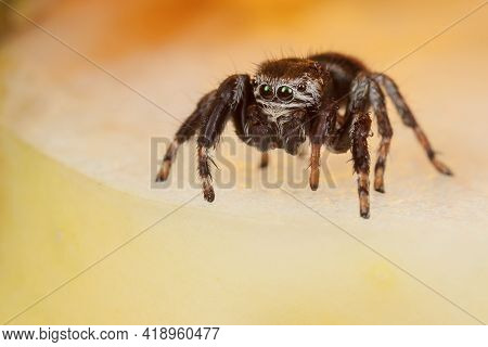 Jumping Spider On A Chopped Apple Edge Looking Down