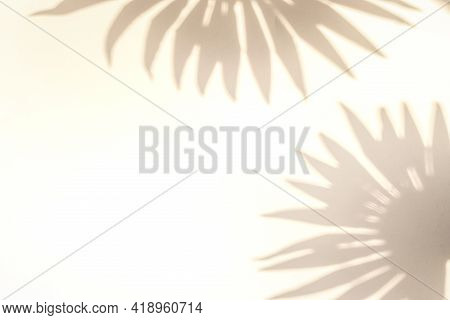 Abstract Shadow Summer Background. Plant Leaf Shadows On White Wall In Abstract Tropical Sunlight Te
