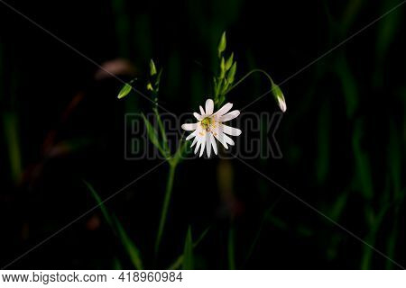 White Petals Of A Greater Stitchwort Rabelera Holostea Plant On A Dark Background
