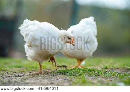 Hen Feed On Traditional Rural Barnyard. Close Up Of Chicken Standing On Barn Yard With Green Grass. 