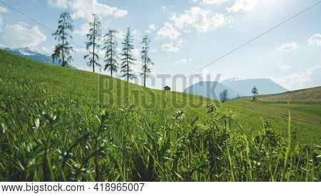 Alpine Mountain Landscape With Five Large Larch Trees In Green Spring Meadow, Mieminger Plateau, Tir