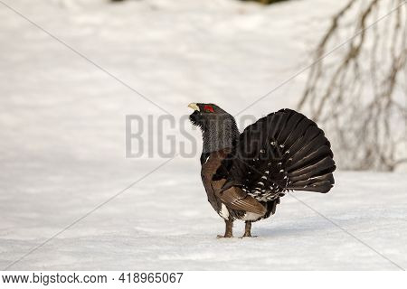 Winter Display On Snow Male Capercaillie - Tetrao Urogallus - Tail Seen From Behind