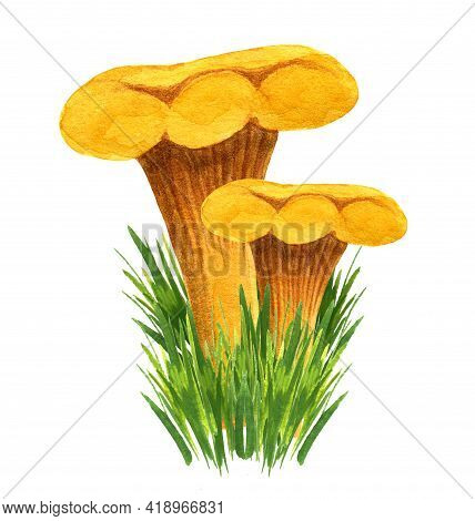 Golden Chanterelle Bunch In The Grass, Front View. Watercolor Girolles Set Isolated On White Backgro