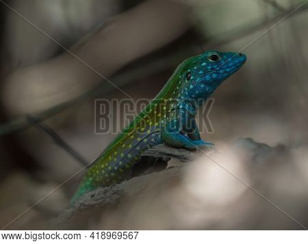 Selective Focus Closeup View Of Bright Blue Turquoise Rainbow Whiptail Cnemidophorus Lemniscatus Liz