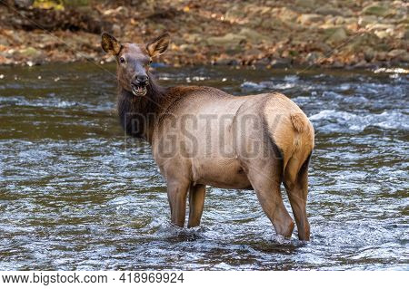 Cow Elk Looks Back With Personified Smile As She Crosses The Oconaluftee River In The Smokies