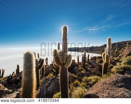 Middle Finger Shaped Cactus Plant On Incahuasi Inkawasi Island On White Salt Flat Lake Salar De Uyun