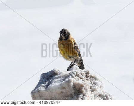 Closeup Detail Of A Black Hooded Sierra Finch Phrygilus Atriceps Bird Animal Wildlife On Salt Flat S