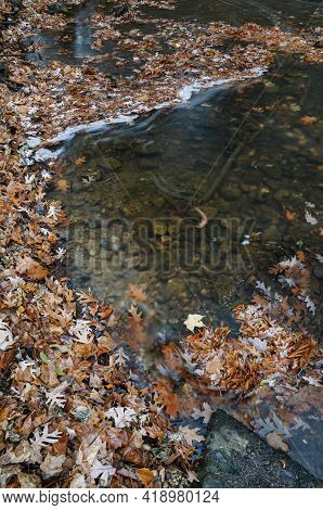Leaves Collect In Bunches Along The Edges Of Willowat Brook In Dupage County, Illinois In The Autumn