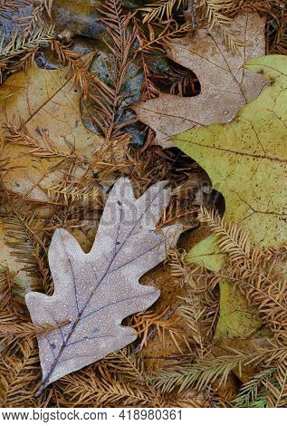 Sycamore Leaves & Cypress Needles On The Forest Floor, Glow While Still Damp After A Morning's Rain 
