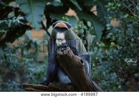 De Brazza abe (Cercopithecus Neglectus)