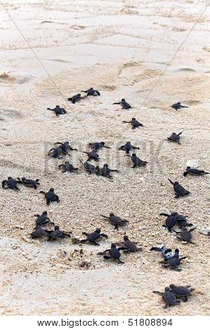 Turtle Hatchlings