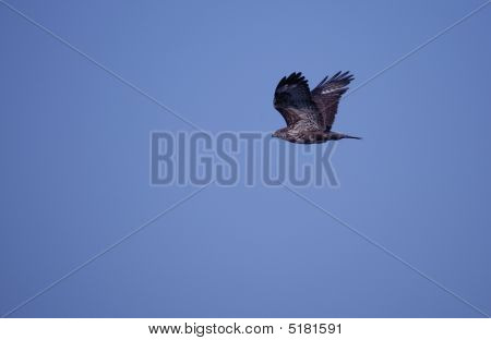 Adler