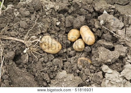 Potato Harvest