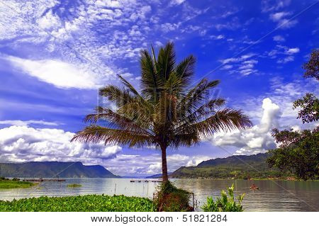 Palm Tree.