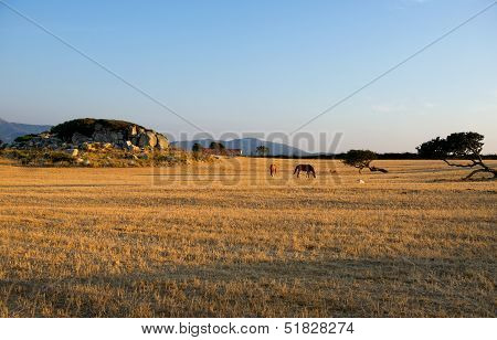 Prairie. Horses on Prairie on sunset background. Landscape in a Distance. Agriculture.