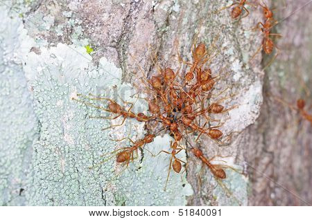 Weaver ant attack black ant