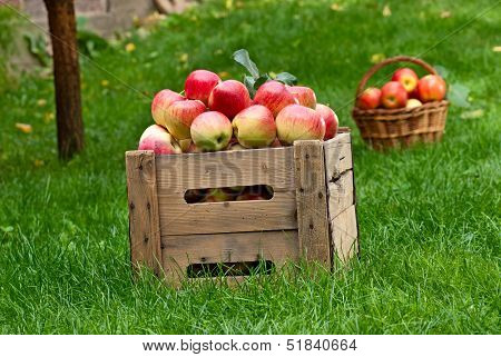 Red Apples