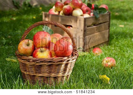 Red Apples