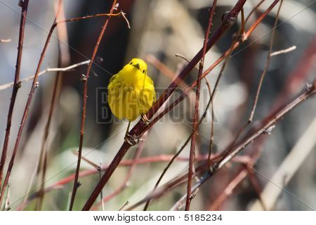 Warbler giallo