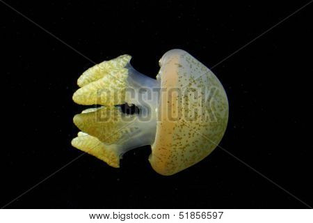Mastigias Jellyfish On Black