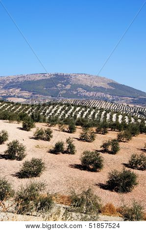 Olive groves in mountains, Montefrio, Spain.
