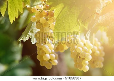 White Grapes