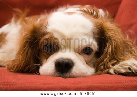 Cavalier